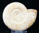 Perisphinctes Ammonite - Jurassic #16537-1